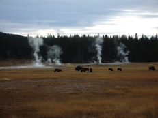Buffalo & Hot Springs